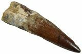 Fossil Spinosaurus Tooth - Real Dinosaur Tooth #257456-1